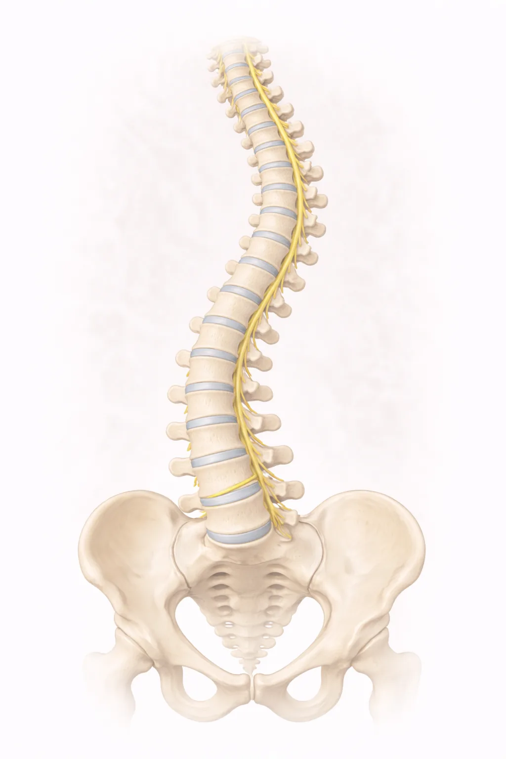 Dextroscoliosis right-sided spine curvature illustration